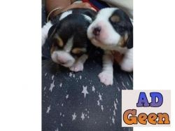 Top quality beagle pups male and female for sale